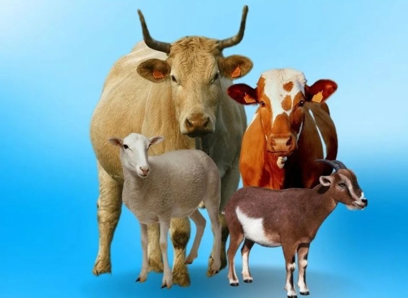 Foto Hewan Qurban
